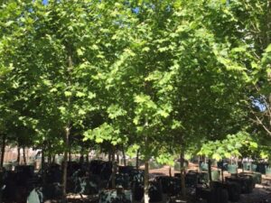 Platanus x acerifolia