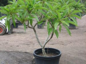 Plumeria acutifolia