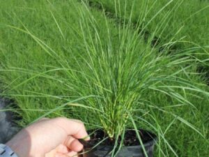 Poa labillardierei