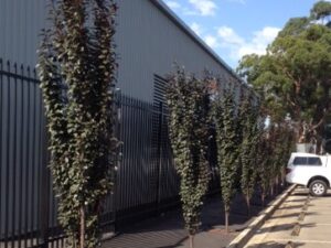 Prunus cerasifera 'Oakville Crimson Spire'