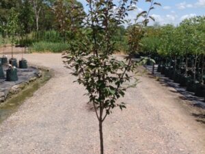 Prunus x blireana