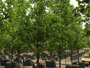 Pyrus calleryana Chanticleer