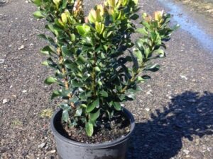 Rhaphiolepis indica Snow Maiden