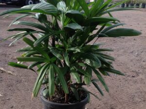 Rhapis excelsa