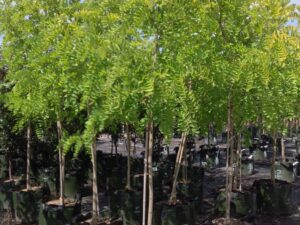 Robinia pseudoacacia Frisia