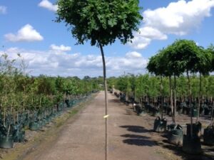 Robinia pseudoacacia Mop Top