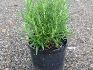 Rosmarinus officinalis