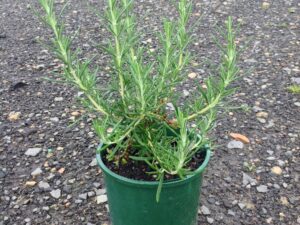 Rosmarinus officinalis 'Blue Lagoon'