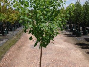 Sapium sebiferum