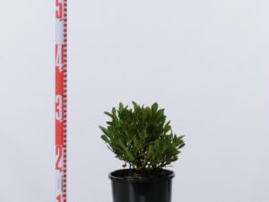 Scaevola aemula 'Aussie Salute'