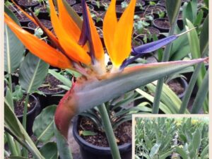 Strelitzia reginae