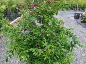 Syzygium Cascade