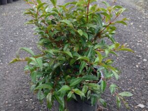 Syzygium australe 'Bush Christmas'