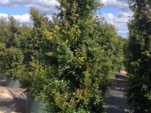 Syzygium australe 'Northern Select'