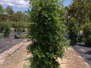 Syzygium australe Resilience