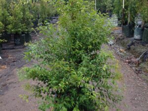 Syzygium leuhmannii