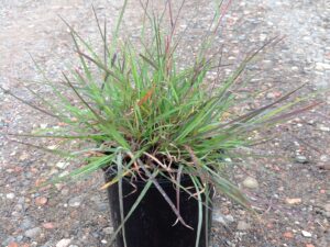 Themeda australis