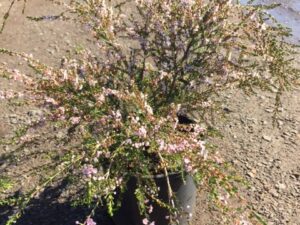 Thryptomene saxicola