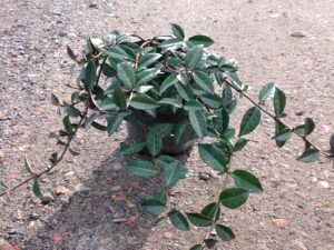 Trachelospermum asiaticum