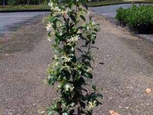 Trachelospermum jasminoides