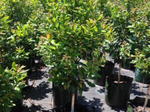 Tristaniopsis laurina DOW10 PBR Luscious