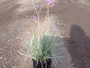 Tulbaghia violacea