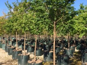 Ulmus parvifolia 'Todd'