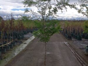 Ulmus parvifolia 'Murrays Form'