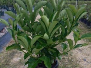 Viburnum odoratissimum 'Emerald Lustre'