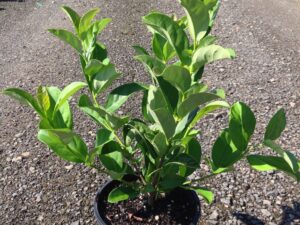 Viburnum odoratissimum