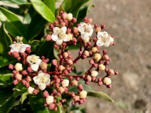 Viburnum tinus