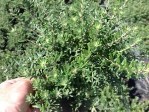 Westringia fruticosa WES05 PBR Mundi