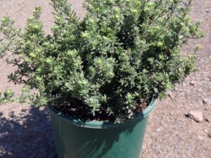 Westringia fruticosa 'Zena'
