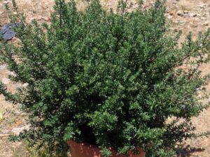 Westringia fruticosa Jervis Gem