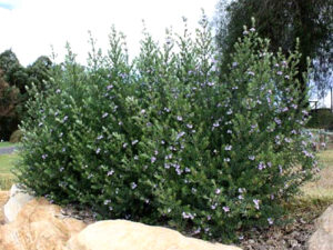 Westringia WES01 PBR Naringa