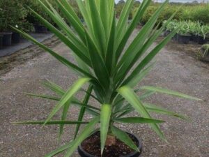 Yucca elephantipes