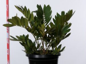 Zamia furfuracea