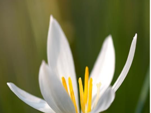 Zephyranthes candida