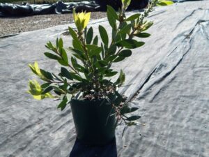 Callistemon citrinus White Anzac