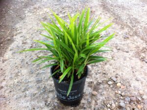 Dianella caerulea DCMP01 PBR Little Jess