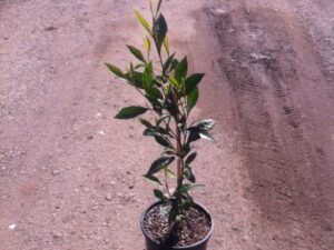 Dodonaea triquetra