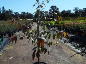 Eucalyptus botryoides