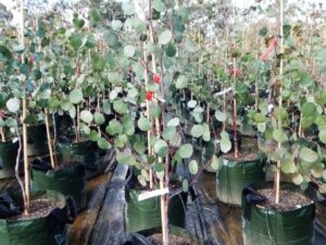 Eucalyptus polyanthemos