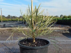 Grevillea 'Honey Gem'