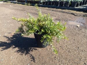 Grevillea obtusifolia