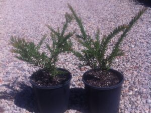 Grevillea rosmarinifolia