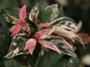 Trachelospermum jasminoides 'Tricolor'