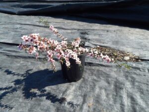 Leptospermum 'Pink Cascade'