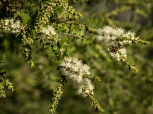 Melaleuca styphelioides