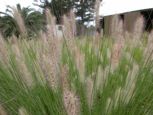 Pennisetum alopecuroides PA300 PBR Nafray